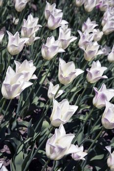 Bed of white Fleur de Lys tulips in a park.