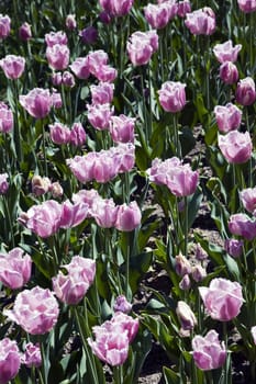 Bed of pink Madison Garden Tulips