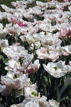 A bed of Double early tulips in a park