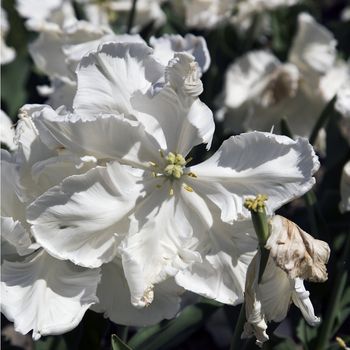 A white Super Parrot tulip in a garden.