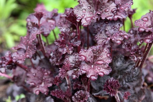 The wet leaves of an Obsidian Coral Bells (Heuchera) flower.