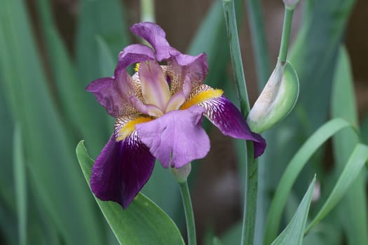 A beautiful dark purple Iris (Iris germanica) flower.
