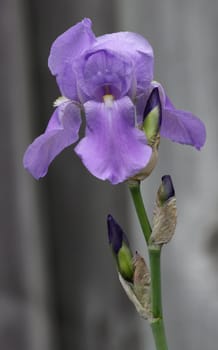 A beautiful purple Iris (Iris germanica) flower.