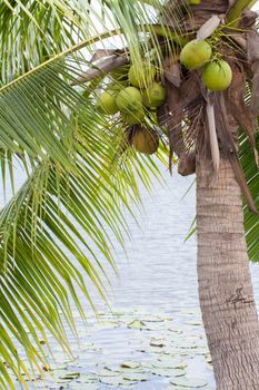 Coconut trees along the lake.