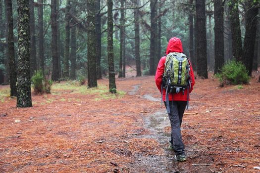 Hiking in rain. Hiker walking on pine forest path on rainy day wearing raincoat