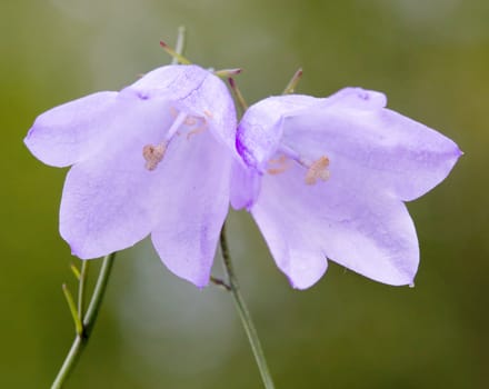 Flowers Bellflower (bell) close-up in vivo 