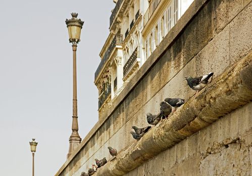 row of pigeons, bank of the Seine in Paris