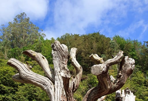 dead tree, east coast of Madeira, Ribiero Frio