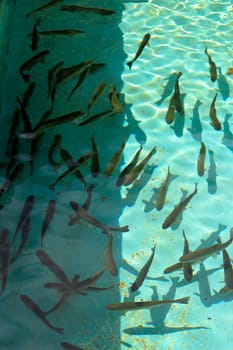 a breeding of young carps in a pond