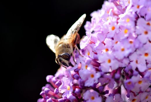A fly on a lilac bloom.