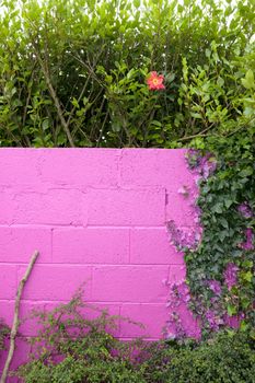 a beautiful pink garden wall with an ivy and hedge frame