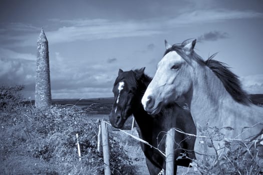 two Irish horses and ancient round tower in the beautiful Ardmore countryside of county Waterford Ireland