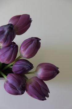 Spring bouquet of beautiful fresh purple tulips on a neutral grey studio background