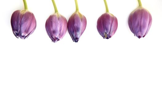 Border of beautiful fresh purple tulips lined up individually along the top of the frame isolated on white with copyspace