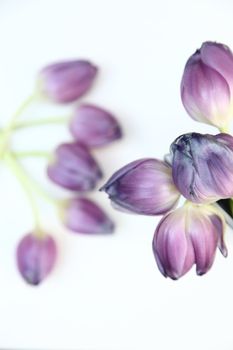 Fresh bunch of delicate pale purple tulips over a white background with a second blurred bunch of flowers below and copyspace