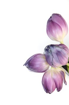 Closeup view of the heads of four beautiful pale purple spring tulips isolated on white with copyspace alongside