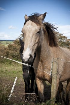 two Irish horses in the beautiful Ardmore countryside of county Waterford Ireland