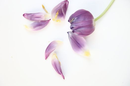 Single purple tulip flower over a white background with scattered petals below in a soft spring background with copyspace