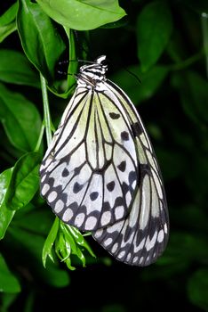 White butterfly on a green leaf with shallow DOF