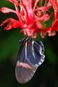 Beautiful butterfly is sitting on a red orchid