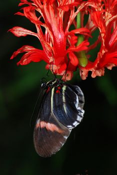 Beautiful butterfly is sitting on a red orchid