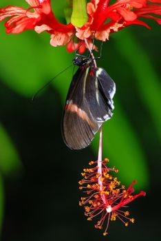 Beautiful butterfly is sitting on a red orchid