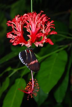 Beautiful butterfly is sitting on a red orchid