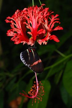 Beautiful butterfly is sitting on a red orchid