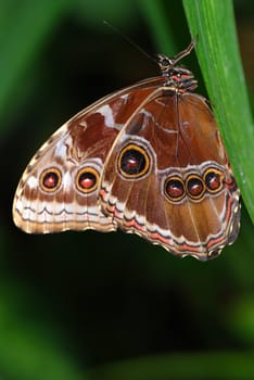 Tropical butterfly is sitting on a palm branch