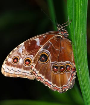 Tropical butterfly is sitting on a palm branch