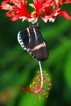 Beautiful butterfly is sitting on a red orchid