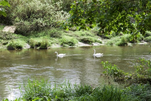 couple of swans meandering down a river in county Waterford, Ireland