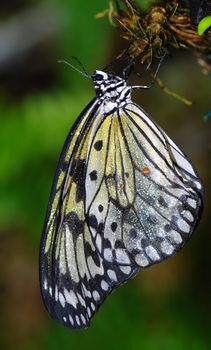 White butterfly with wet wings with shallow DOF