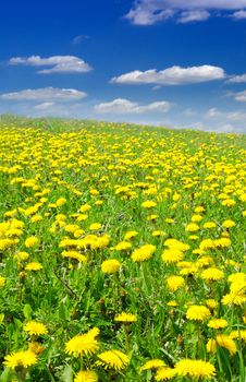 Beautiful summer field full of yellow blooming dandelions