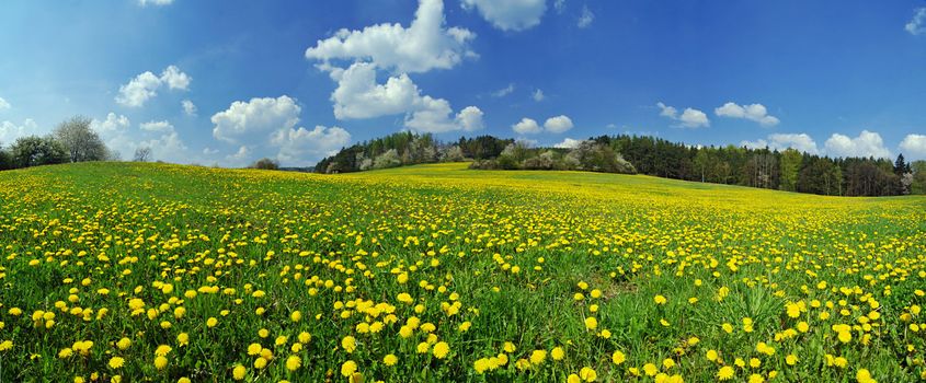 Beautiful spring panoramatic shot with a dandelion meadow