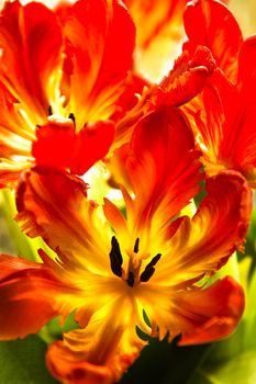 Parrot tulips - funny spring flowers with ruffled and twisted petals in bright colors - vertical image