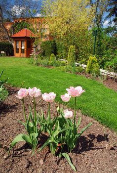 Beautiful spring garden with pink tulips in the front, gazebo and green lawn