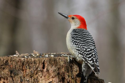 Red-bellied Woodpecker Melanerpes carolinus feeding on seeds
