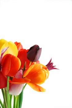 Bunch of beautiful spring flowers - colorful tulips against white background