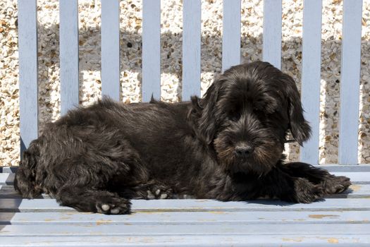 Scottish Terrier lazing on a bench in the summer sunshine