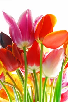 Bunch of beautiful spring flowers - colorful tulips against white background