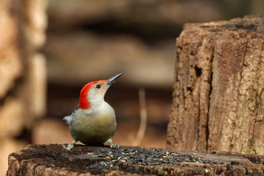 Red-bellied Woodpecker Melanerpes carolinus feeding on seeds