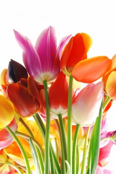Bunch of beautiful spring flowers - colorful tulips against white background