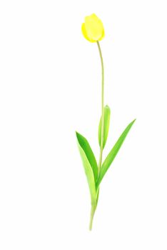 Beutiful yellow tulip with green leves isolated on white