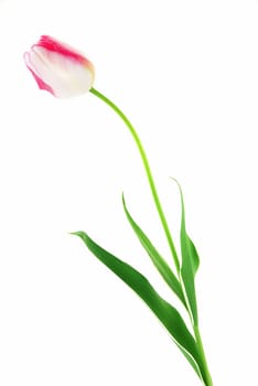 Pink and white tulip with green leaves isolated on white
