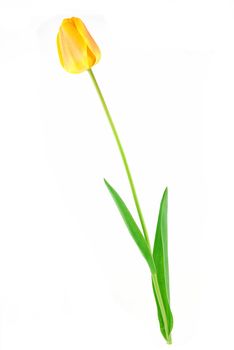 Beautiful yellow tulip with leaves on white background
