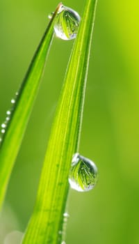 Two beautiful symmetrical drops of dew on the grass stalk. There is whole meadow mirroring in them