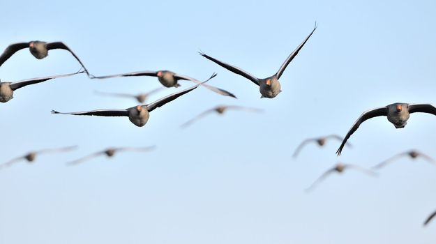 A flock of graylag geese in flight.