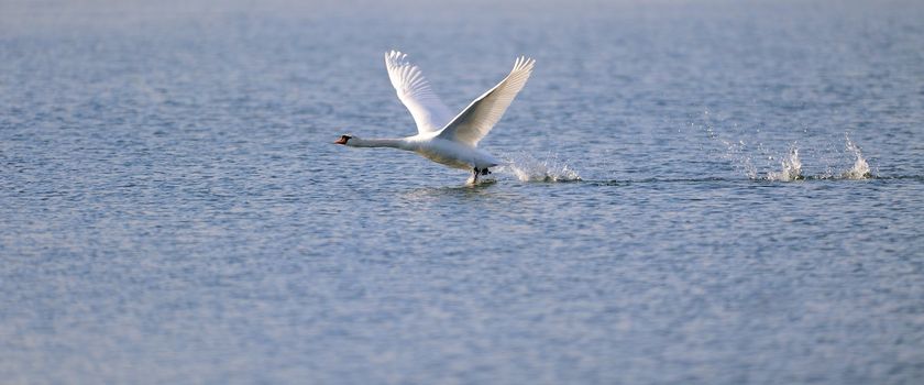 A mute swan running over water ready for take off.