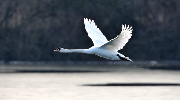 A mute swan in flight just after taking off from a lake.